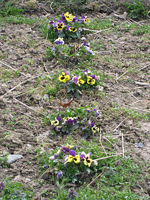 pansy unmulched